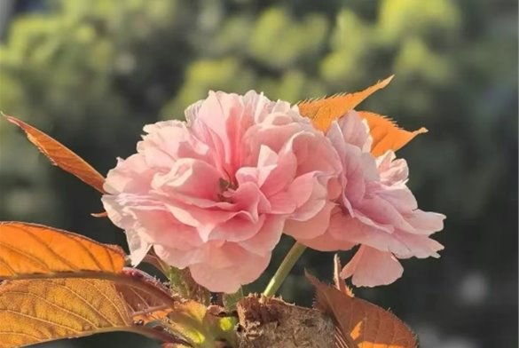 作品展览||花漾女神节·享“梅”好时光摄影采风活动作品展